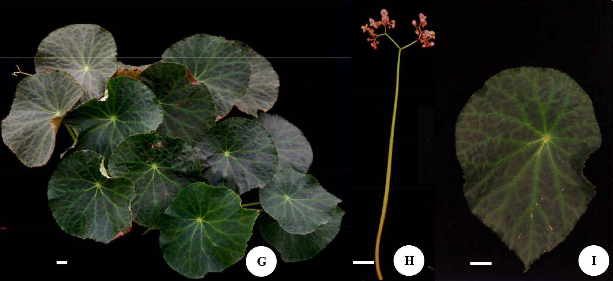 B. ‘Green Peltate’